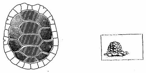 Turtle carapace showing golden proportion