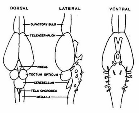 Three views of turtle brain