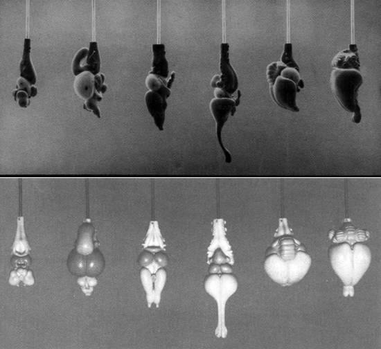 Lateral and dorsal views of animal brains
