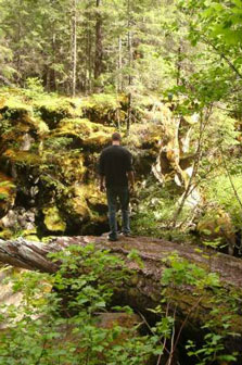 intense greenery along the Toketee trail